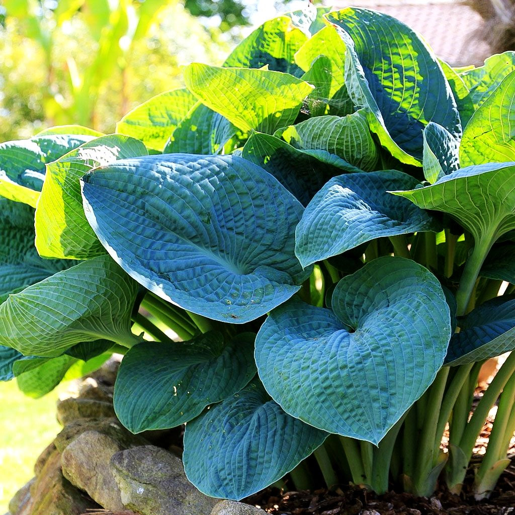 Große, blaugraue Funkie 'Big Daddy' (Hosta sieboldiana)