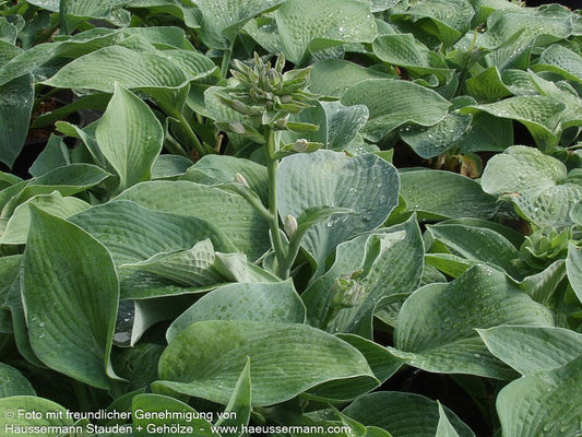Große, blaugraue Funkie 'Big Mama' (Hosta sieboldiana)