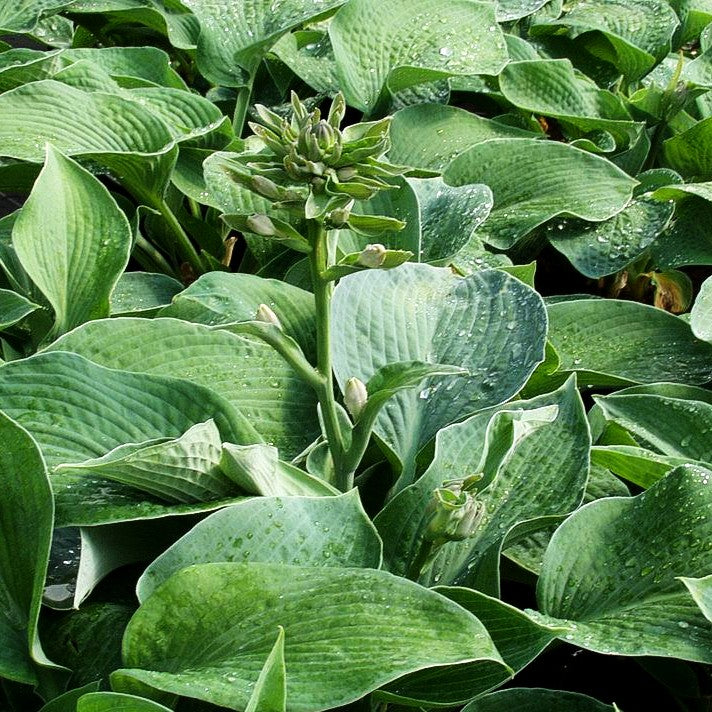 Große, blaugraue Funkie 'Big Mama' (Hosta sieboldiana)