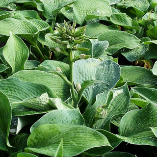 Große, blaugraue Funkie 'Big Mama' (Hosta sieboldiana)