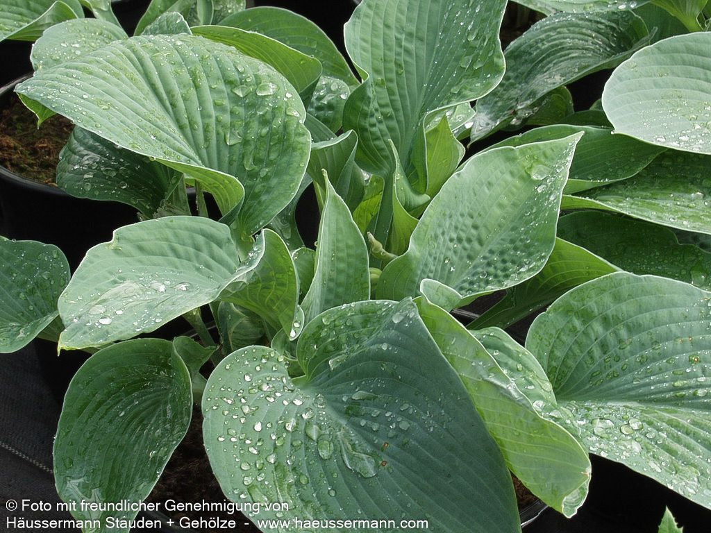 Große, blaugraue Funkie 'Big Mama' (Hosta sieboldiana)