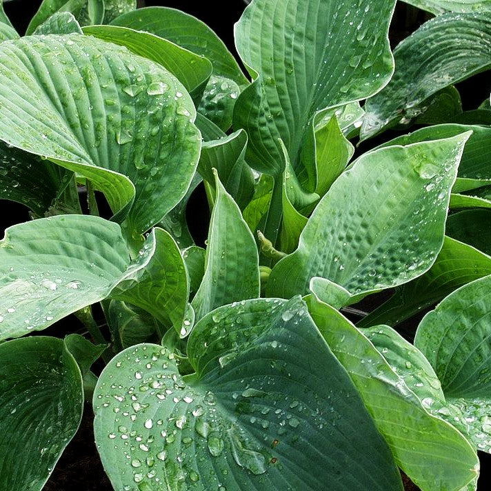 Große, blaugraue Funkie 'Big Mama' (Hosta sieboldiana)