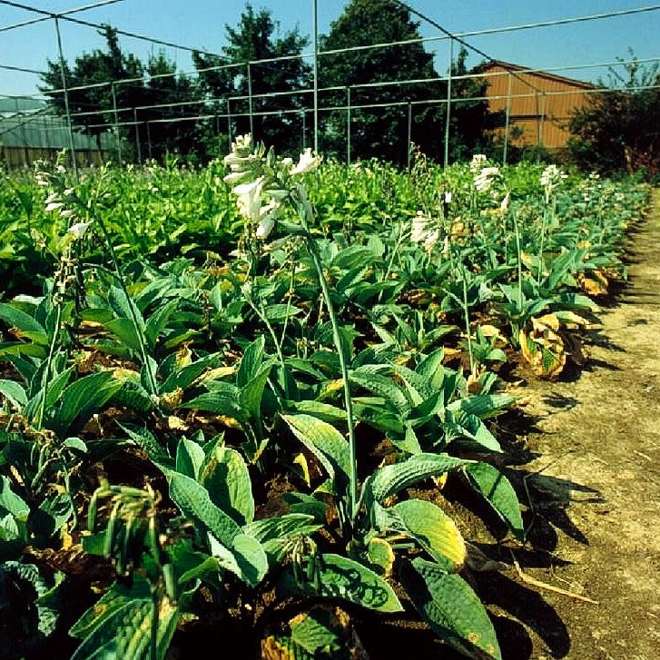 Große, blaugraue Funkie 'Big Mama' (Hosta sieboldiana)
