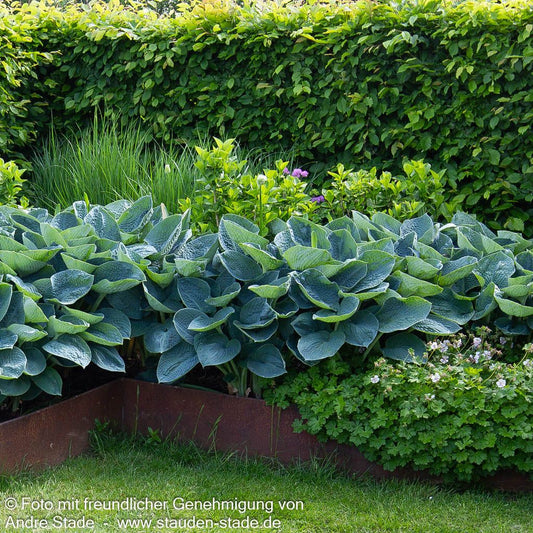 Große, blaugraue Funkie 'Blue Angel' (Hosta sieboldiana)