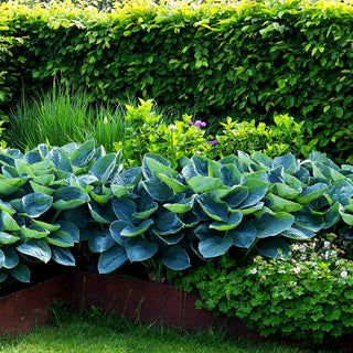 Große, blaugraue Funkie 'Blue Angel' (Hosta sieboldiana)