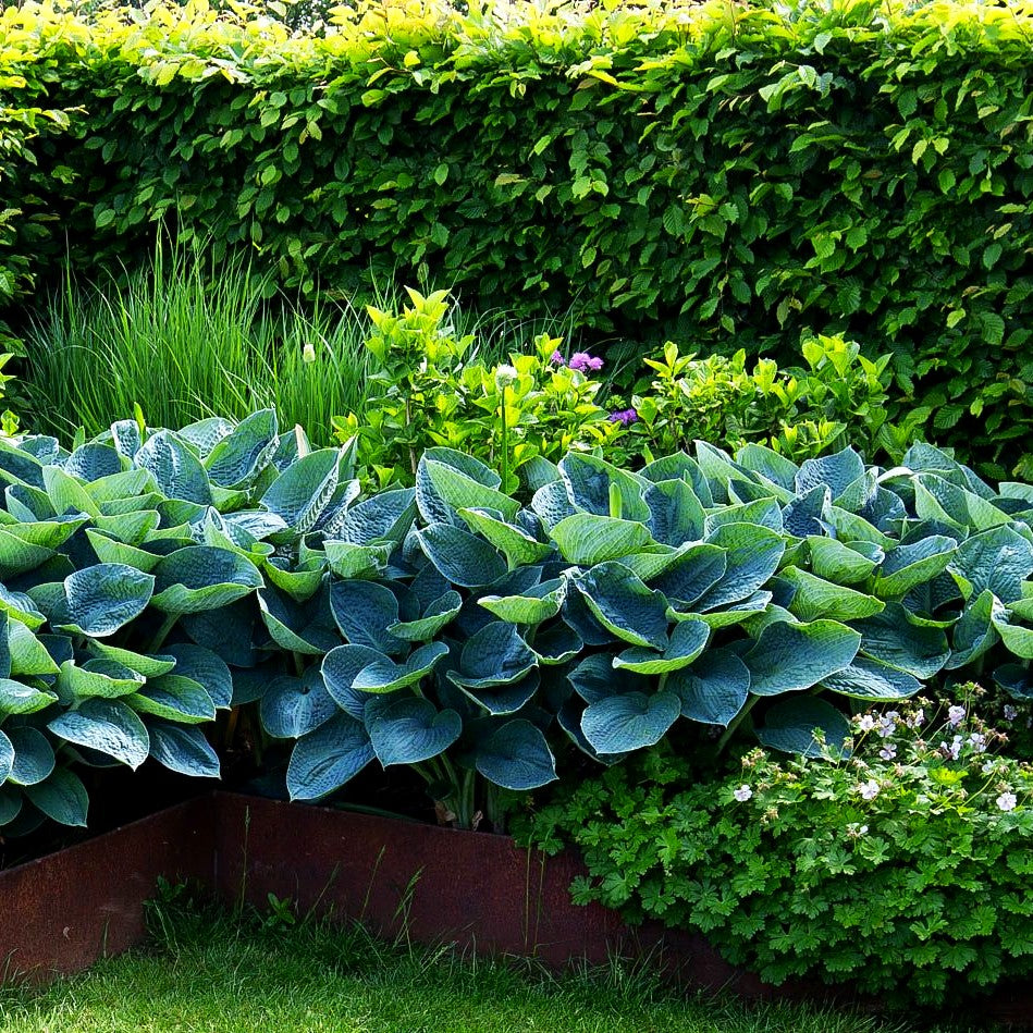 Große, blaugraue Funkie 'Blue Angel' (Hosta sieboldiana)