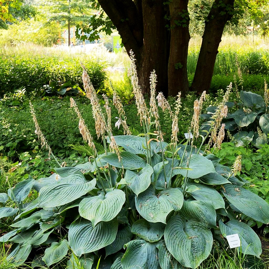 Große, blaugraue Funkie 'Blue Angel' (Hosta sieboldiana)