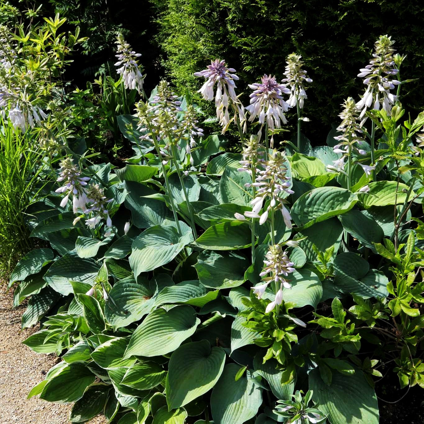 Große, blaugraue Funkie 'Blue Angel' (Hosta sieboldiana)
