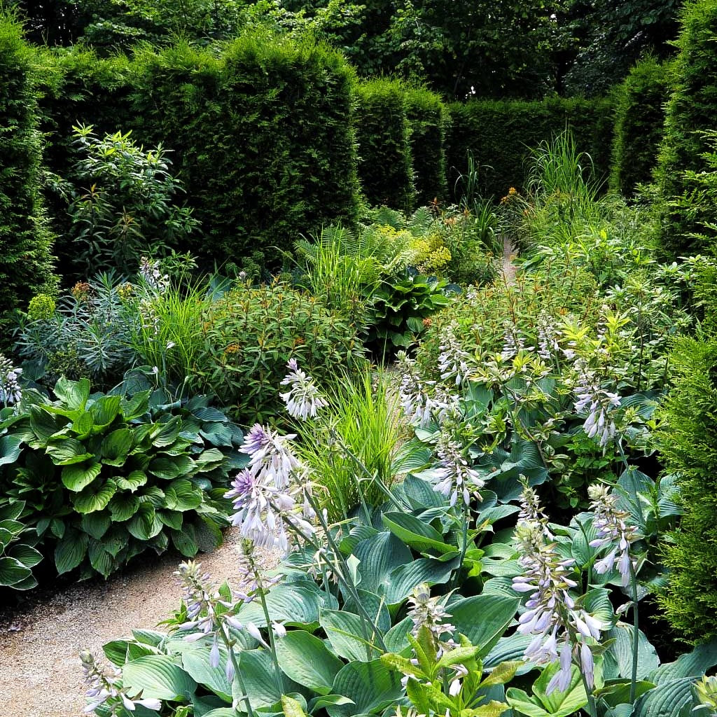 Große, blaugraue Funkie 'Blue Angel' (Hosta sieboldiana)