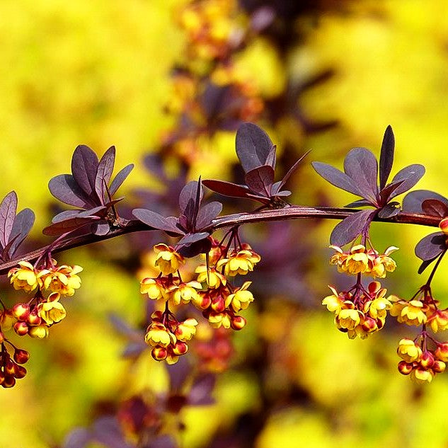Große Blut-Berberitze 'Superba' (Berberis x ottawensis)
