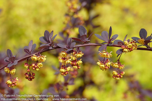Große Blut-Berberitze 'Superba' (Berberis x ottawensis)