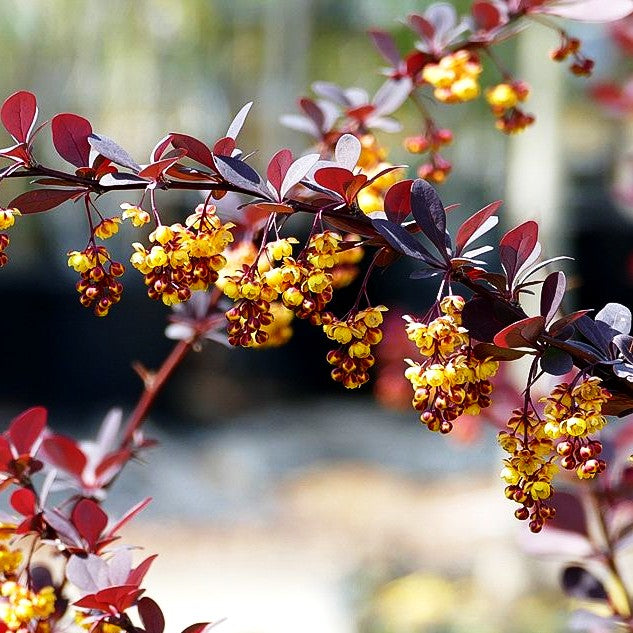 Große Blut-Berberitze 'Superba' (Berberis x ottawensis)