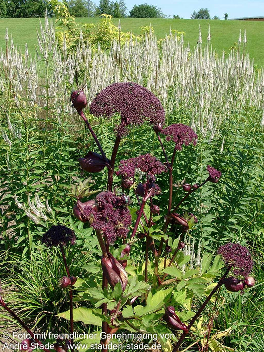 Große Engelwurz (Angelica gigas)