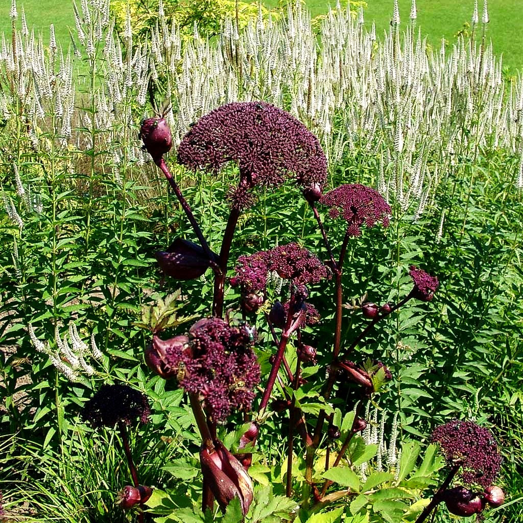Große Engelwurz (Angelica gigas)