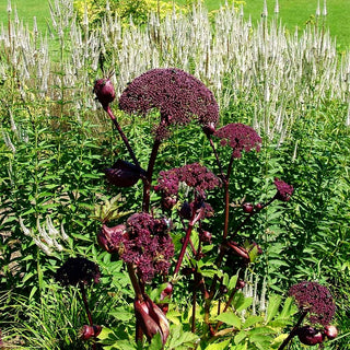 Große Engelwurz (Angelica gigas)