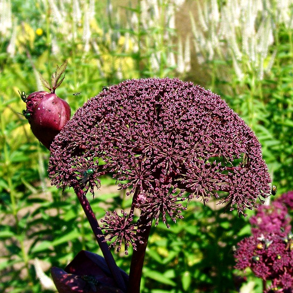 Große Engelwurz (Angelica gigas)