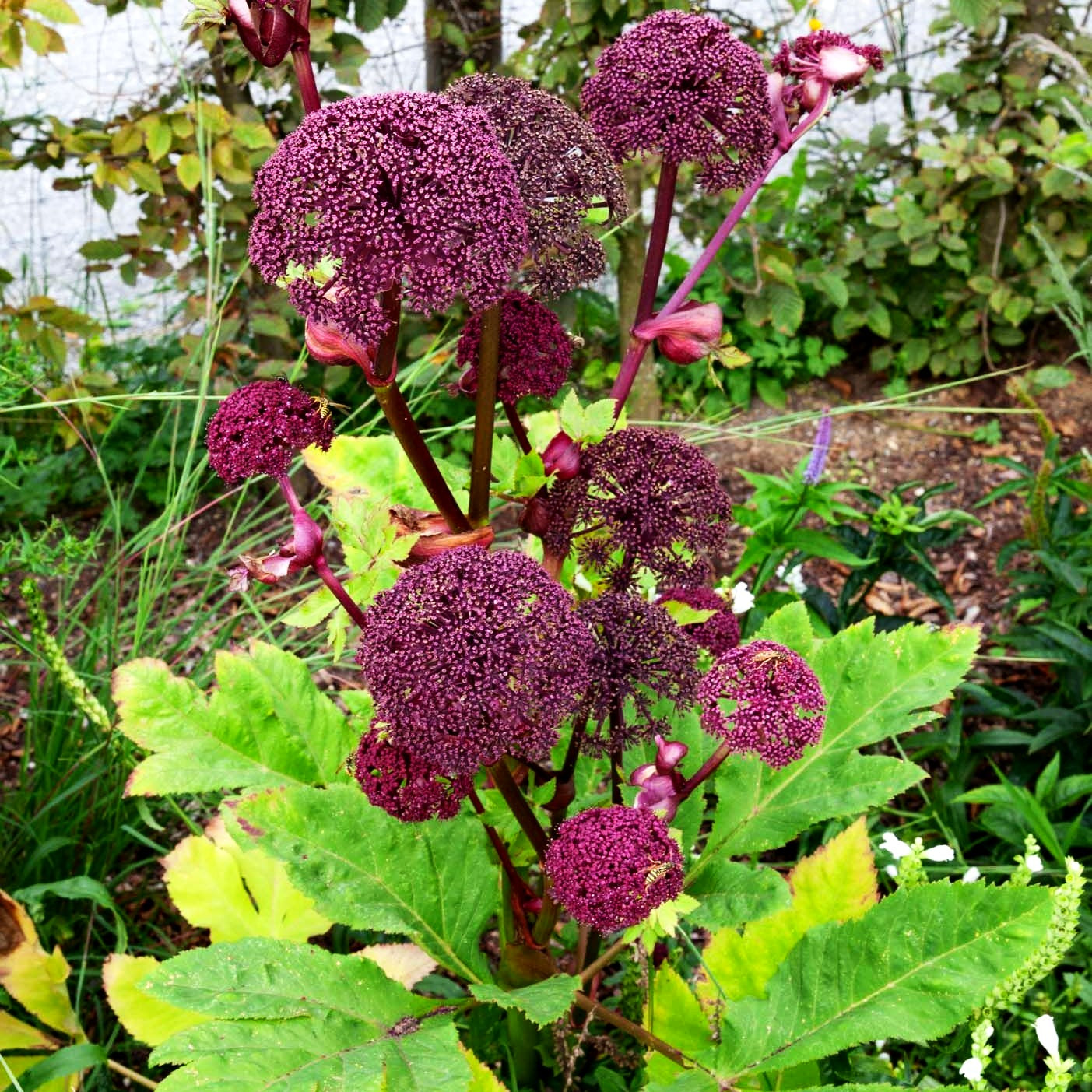 Große Engelwurz (Angelica gigas)