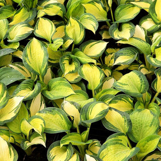 Große gelb-blaue Funkie 'Great Expectations' (Hosta sieboldiana)