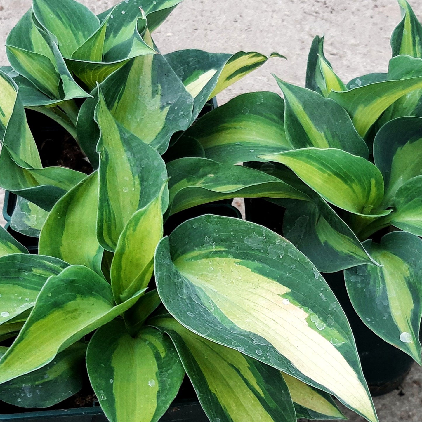 Große gelbblaue Funkie 'Hudson Bay' (Hosta x cult.)