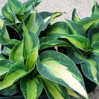 Große gelbblaue Funkie 'Hudson Bay' (Hosta x cult.)
