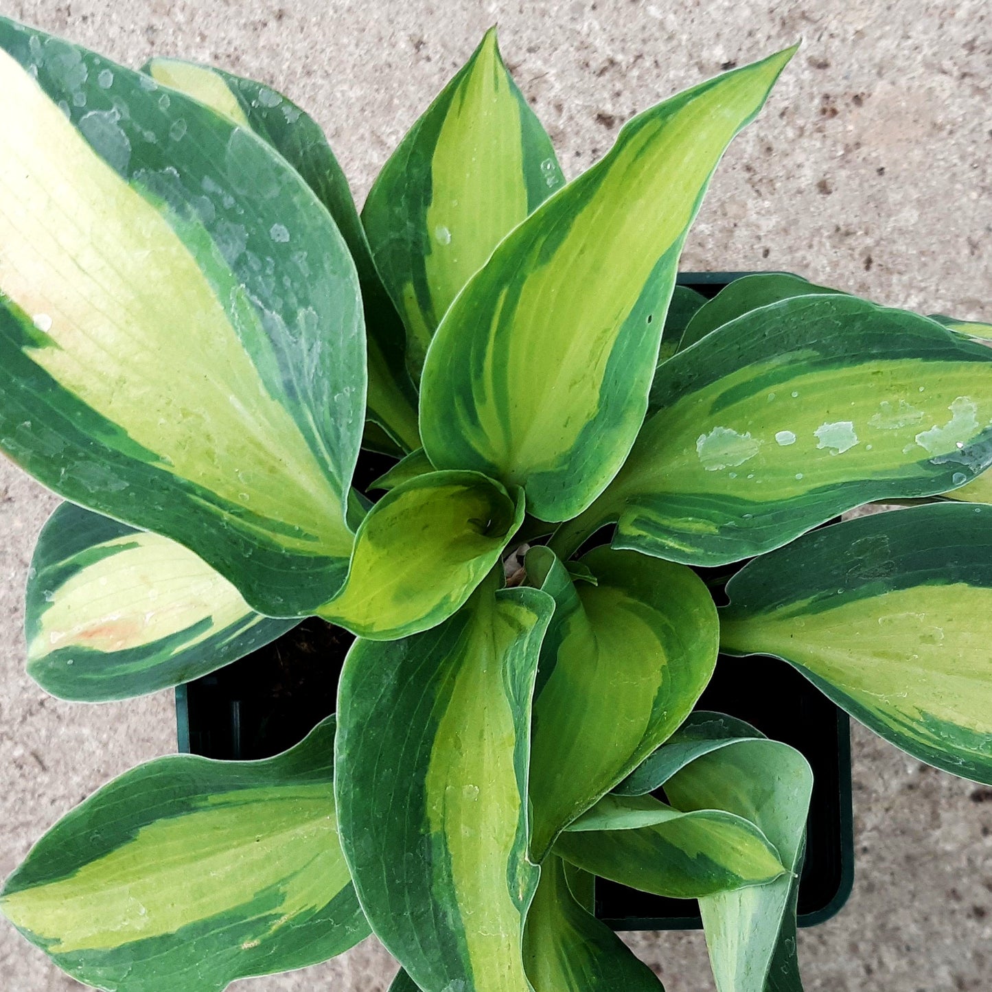 Große gelbblaue Funkie 'Hudson Bay' (Hosta x cult.)