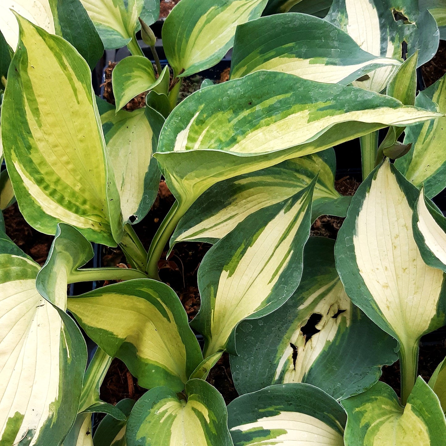 Große gelbblaue Funkie 'Hudson Bay' (Hosta x cult.)