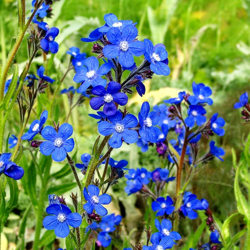 Große Ochsenzunge 'Feltham Pride' (Anchusa azurea)