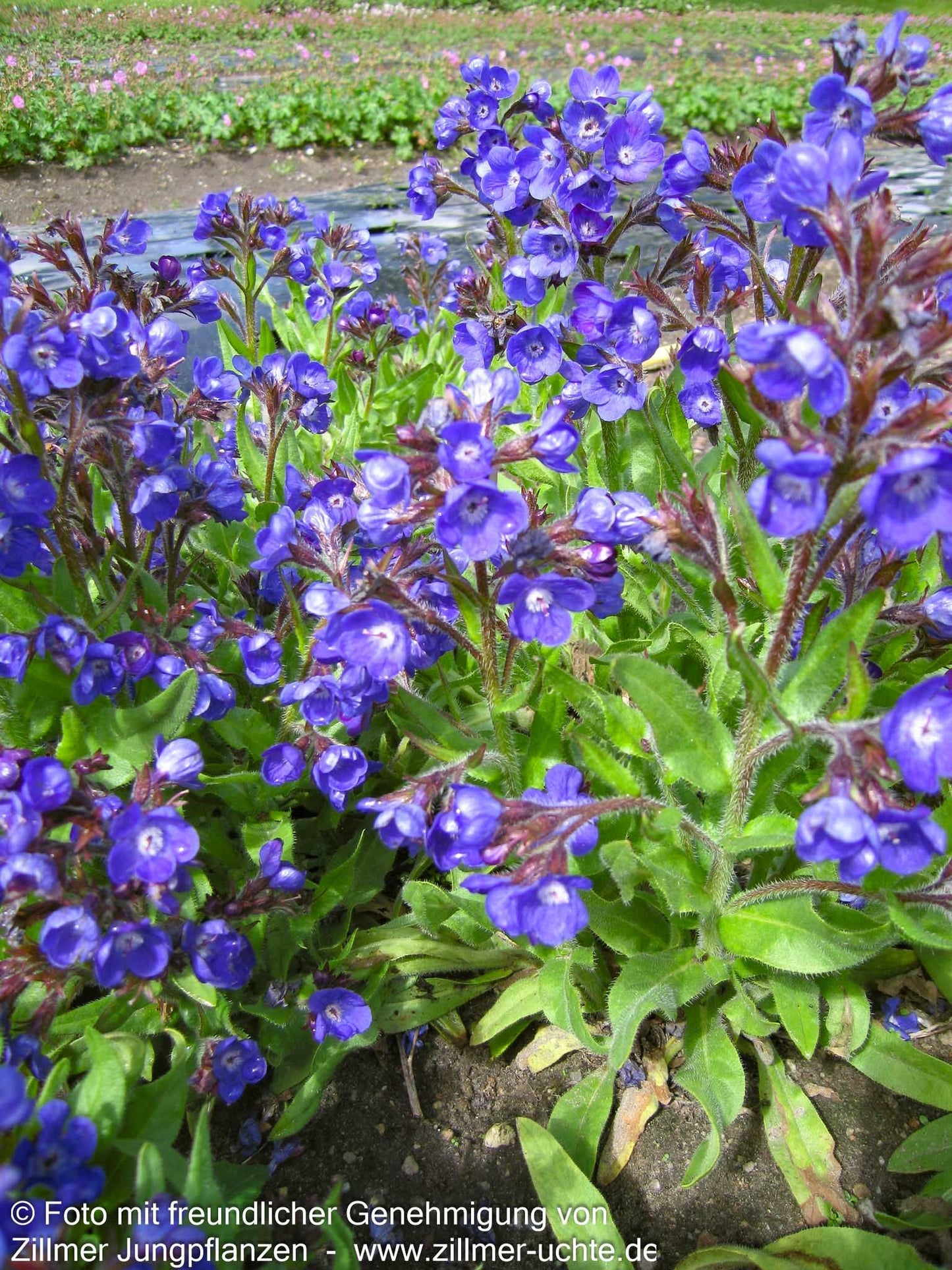 Große Ochsenzunge 'Loddon Royalist' (Anchusa azurea)