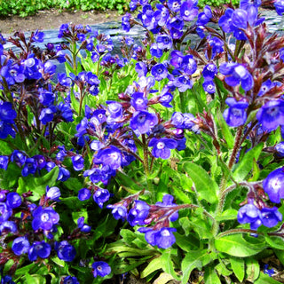 Große Ochsenzunge 'Loddon Royalist' (Anchusa azurea)