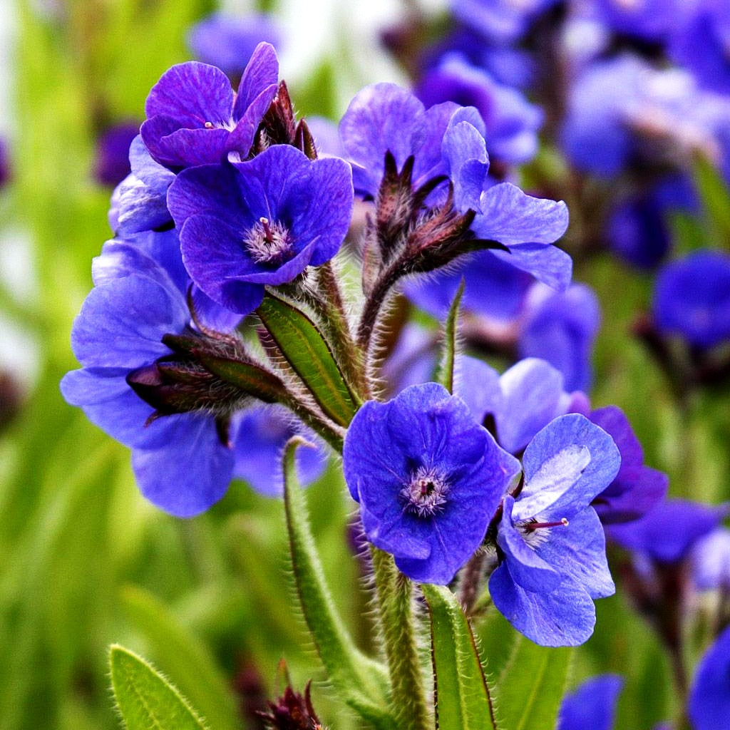 Große Ochsenzunge 'Loddon Royalist' (Anchusa azurea)