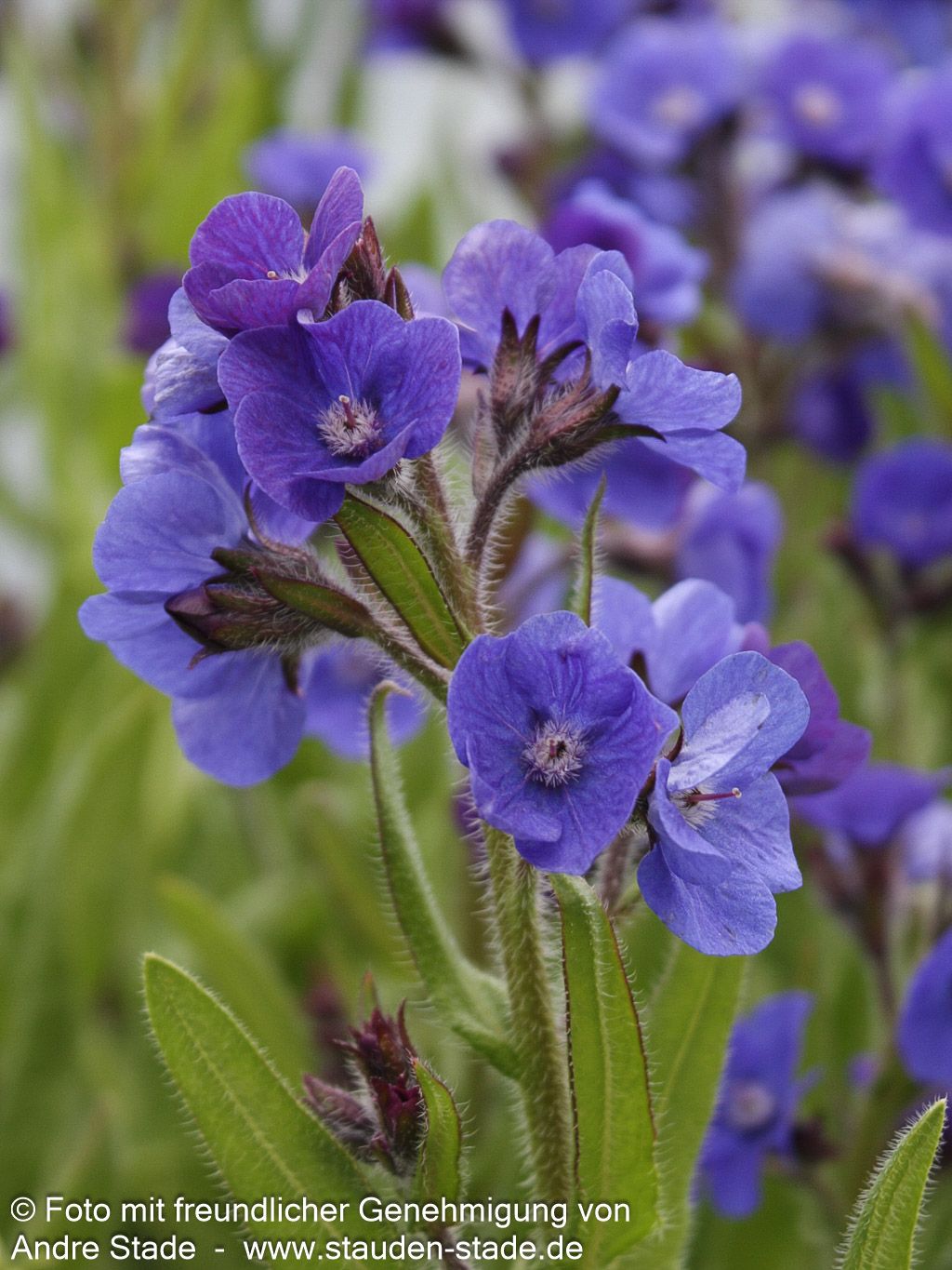 Große Ochsenzunge 'Loddon Royalist' (Anchusa azurea)