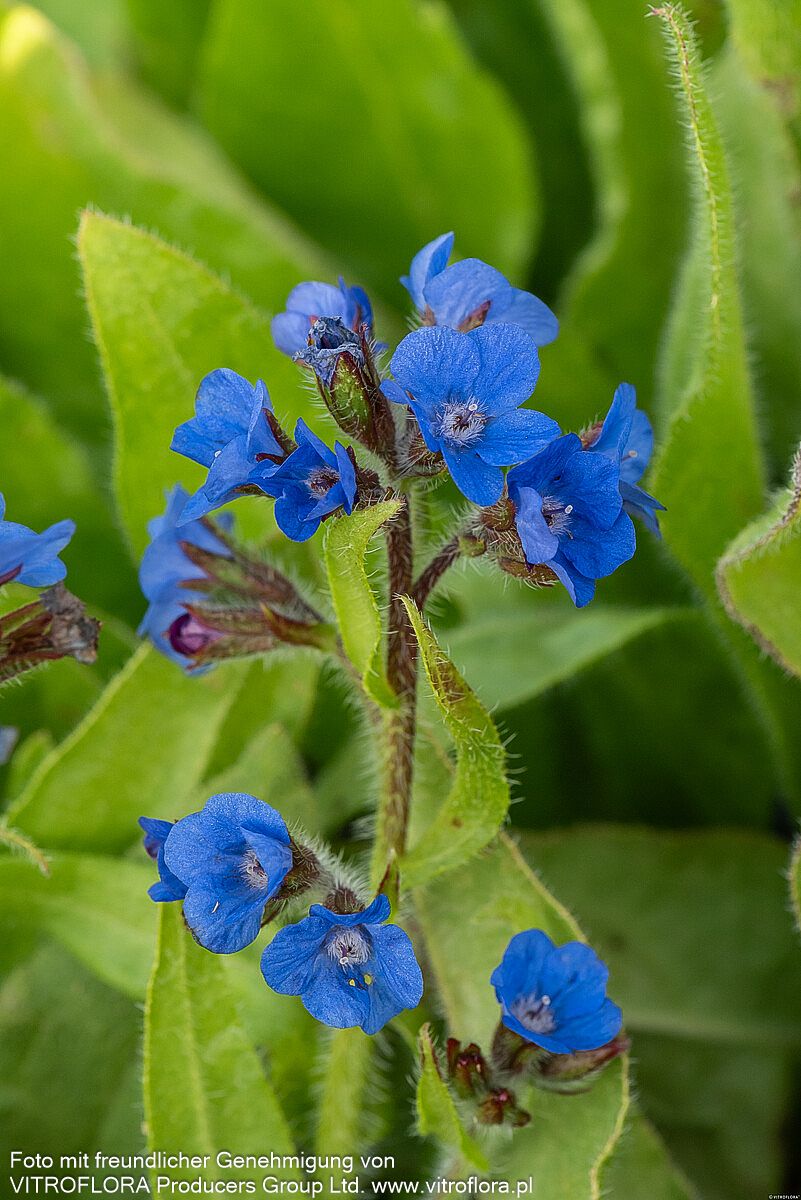 Große Ochsenzunge 'Loddon Royalist' (Anchusa azurea)