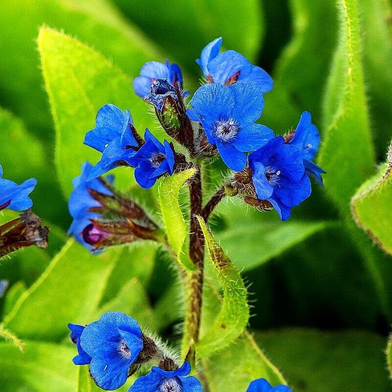 Große Ochsenzunge 'Loddon Royalist' (Anchusa azurea)