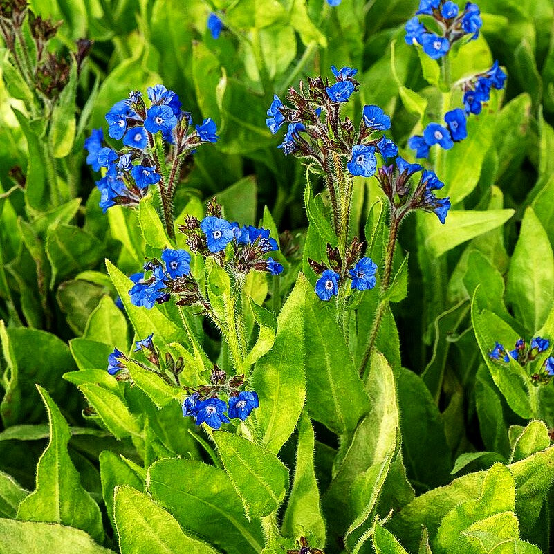Große Ochsenzunge 'Loddon Royalist' (Anchusa azurea)