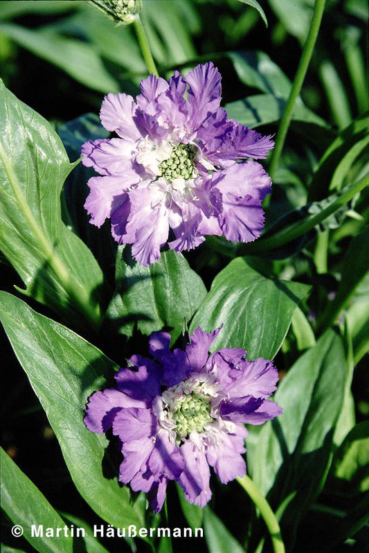 Große Skabiose 'Blauer Atlas' (Scabiosa caucasica)