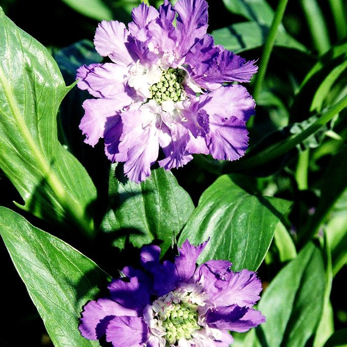 Große Skabiose 'Blauer Atlas' (Scabiosa caucasica)