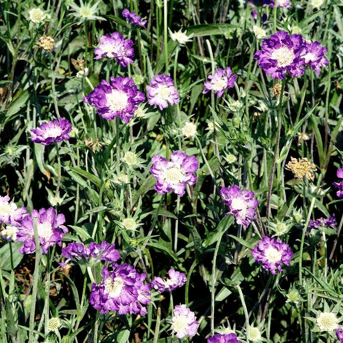 Große Skabiose 'Blauer Atlas' (Scabiosa caucasica)