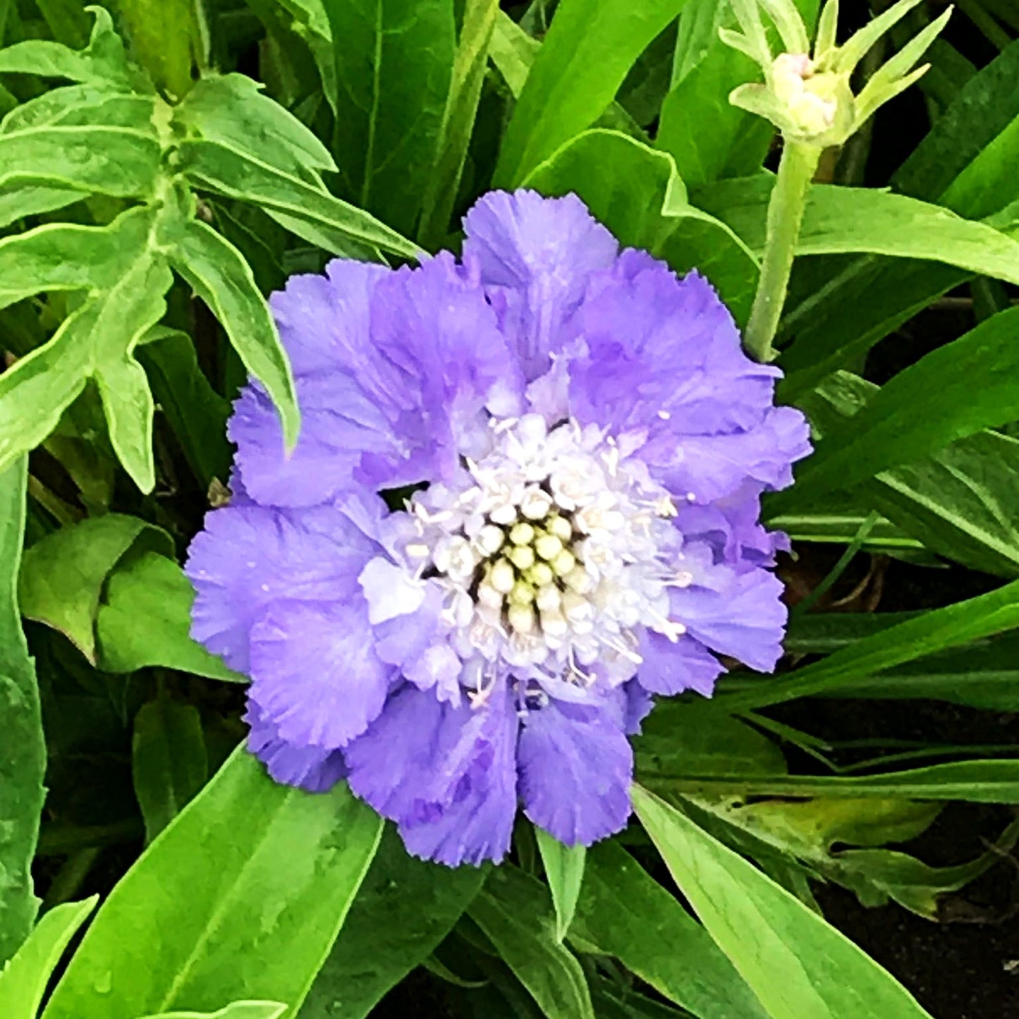 Große Skabiose 'Blauer Atlas' (Scabiosa caucasica)