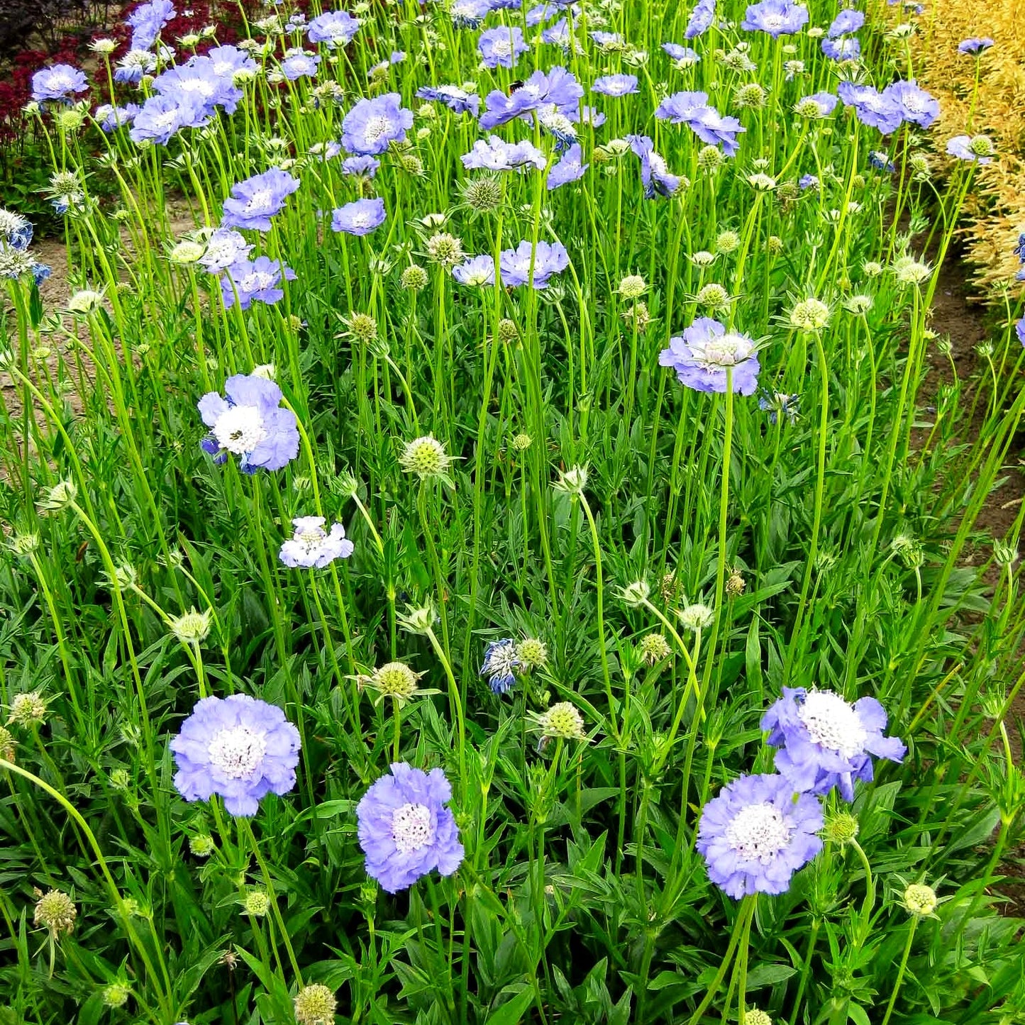 Große Skabiose 'Blauer Atlas' (Scabiosa caucasica)
