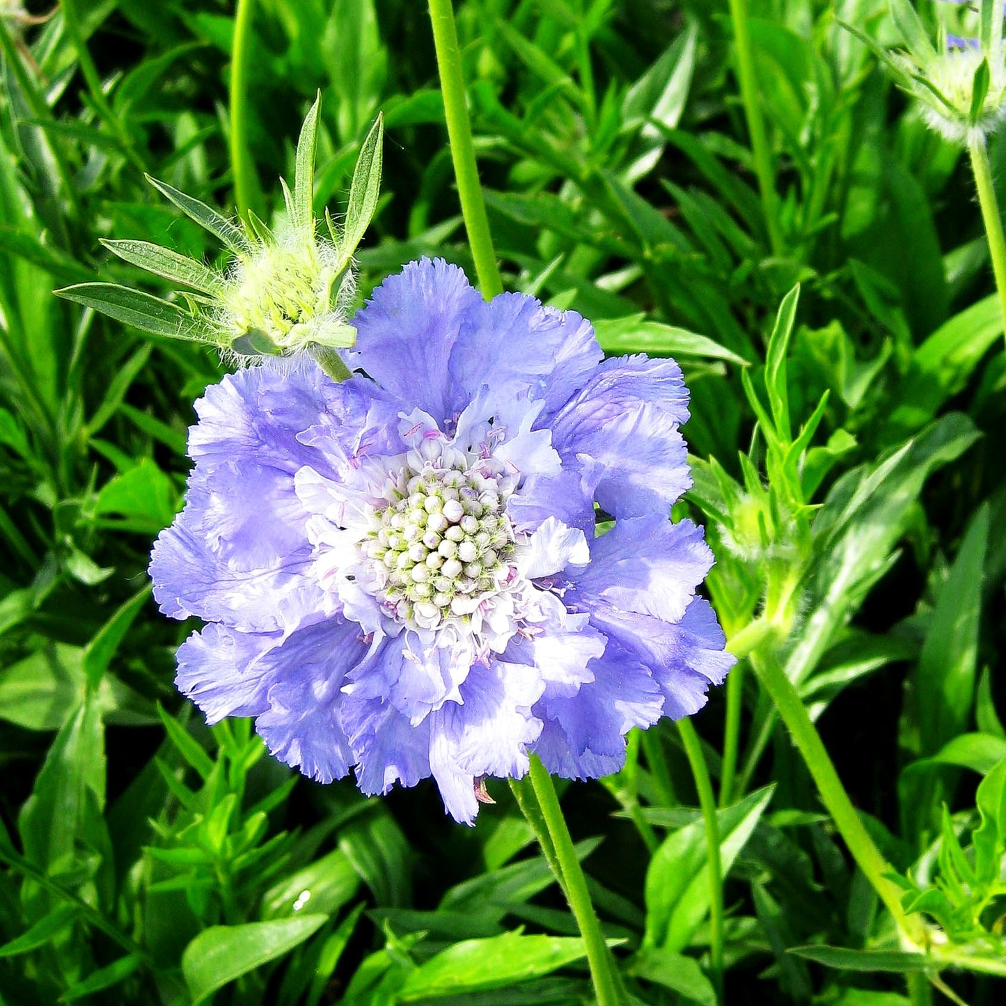 Große Skabiose 'Blauer Atlas' (Scabiosa caucasica)
