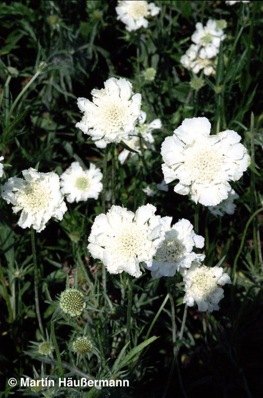 Große Skabiose 'Miss E.Willmott' (Scabiosa caucasica)