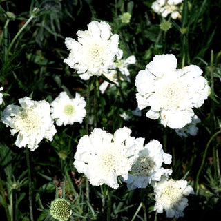 Große Skabiose 'Miss E.Willmott' (Scabiosa caucasica)