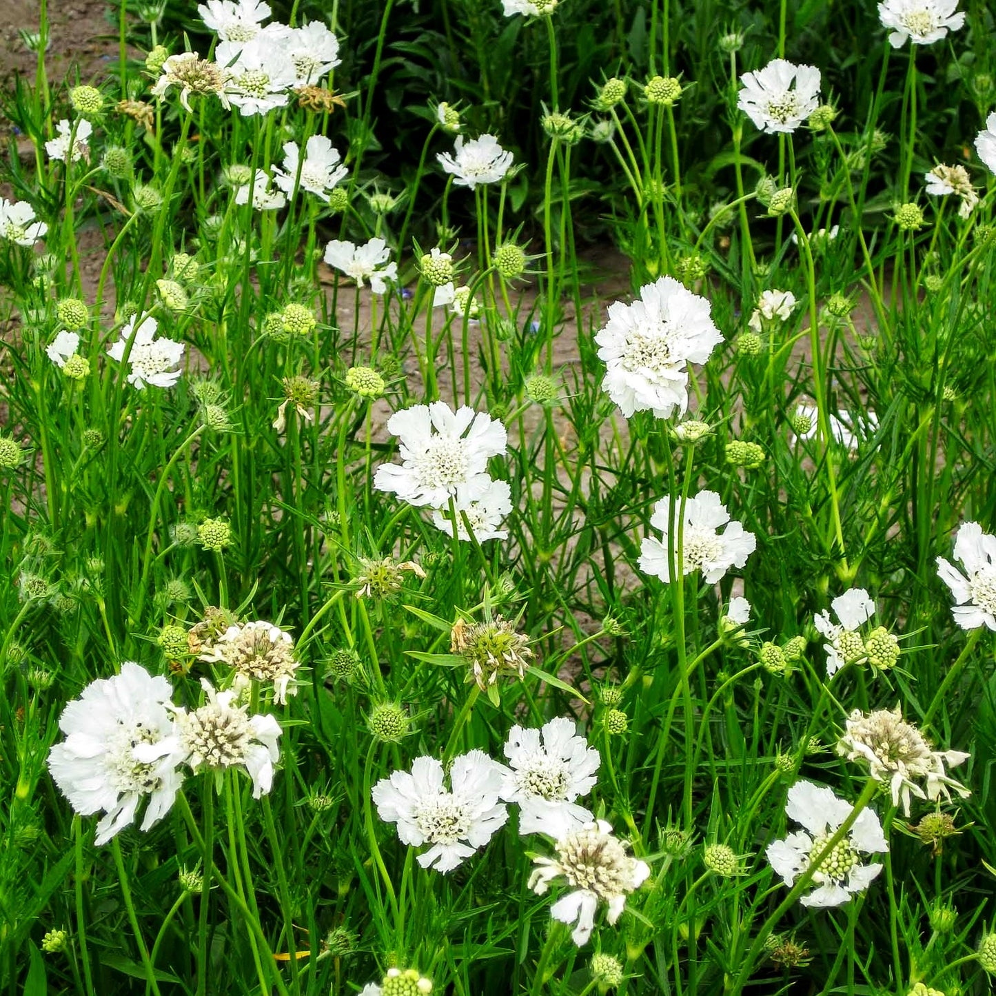Große Skabiose 'Miss E.Willmott' (Scabiosa caucasica)