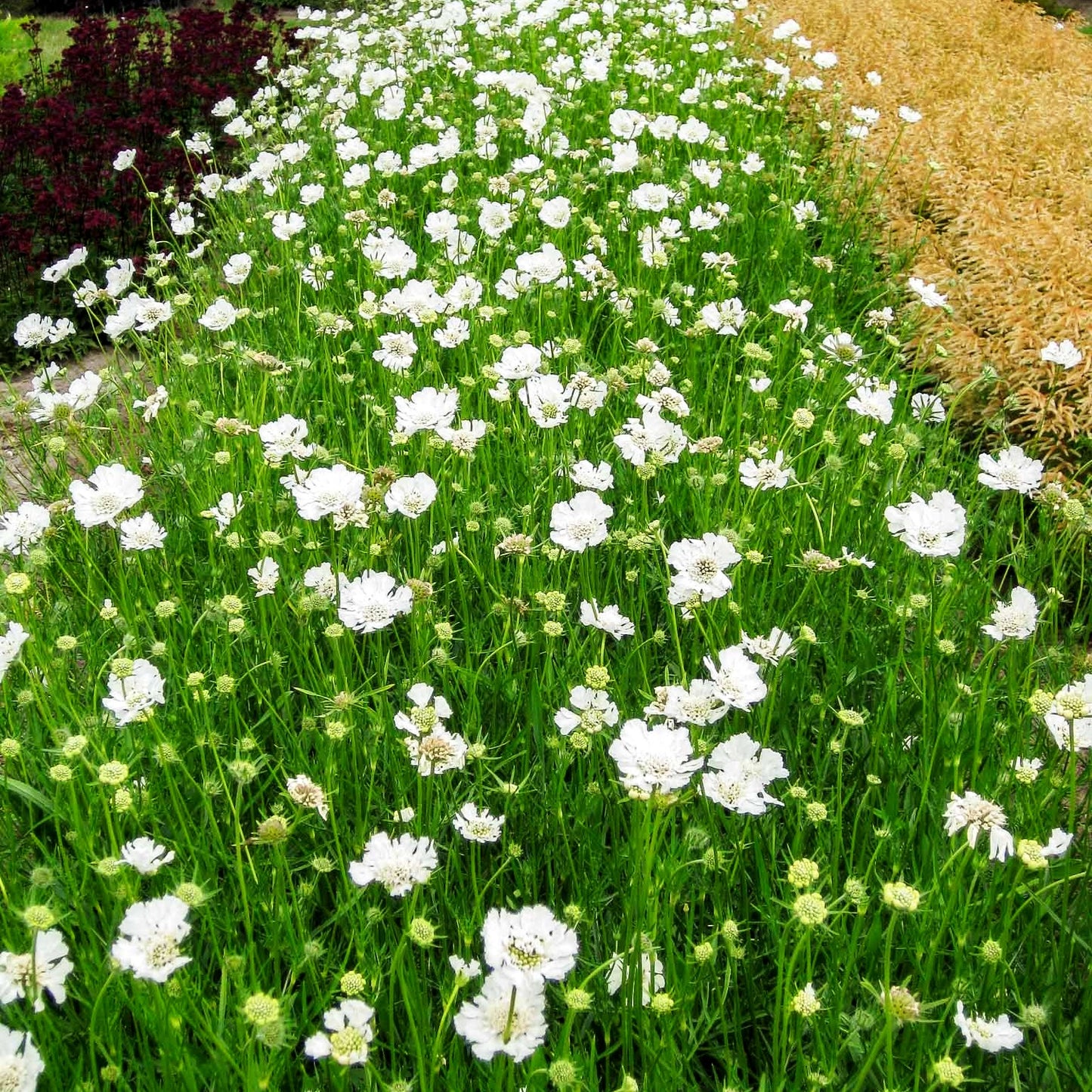 Große Skabiose 'Miss E.Willmott' (Scabiosa caucasica)
