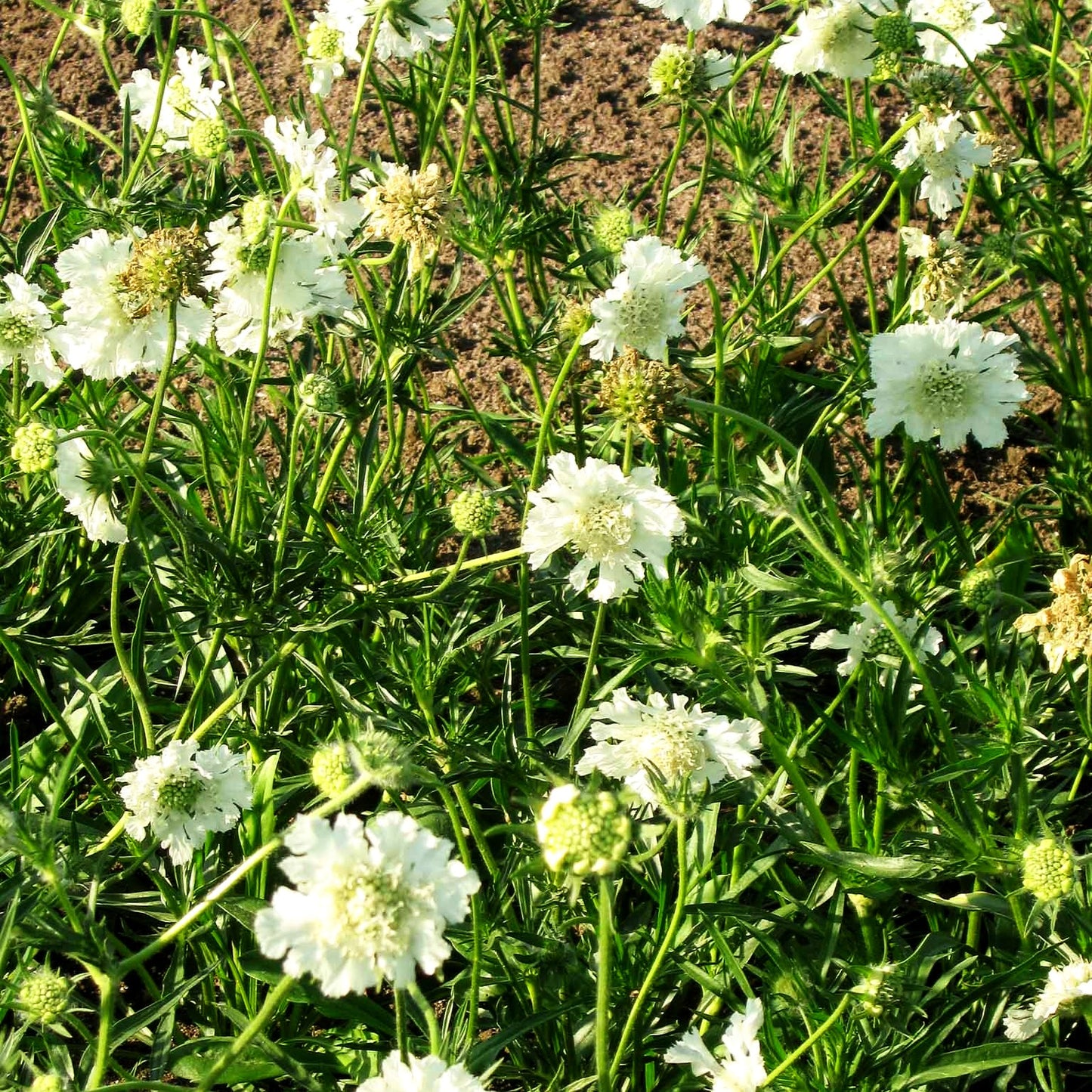 Große Skabiose 'Miss E.Willmott' (Scabiosa caucasica)