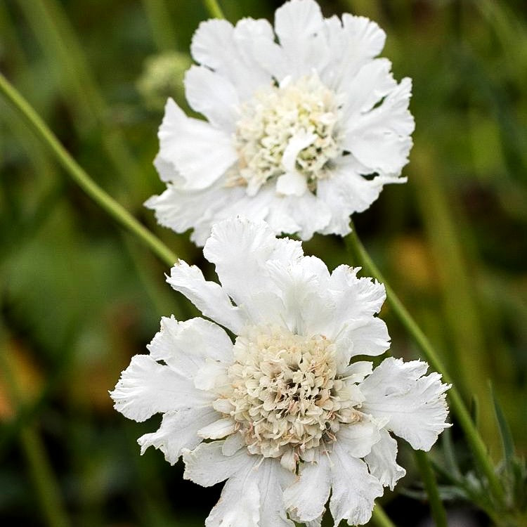 Große Skabiose 'Miss E.Willmott' (Scabiosa caucasica)