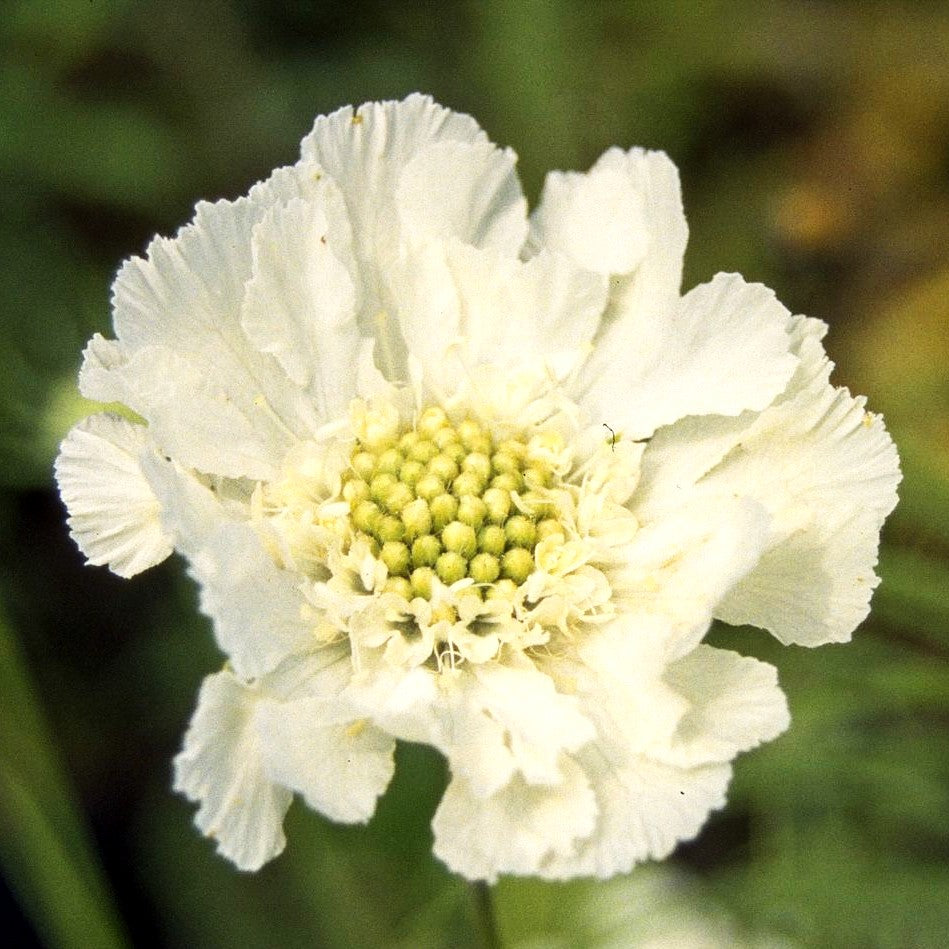 Große Skabiose 'Perfecta Alba' (Scabiosa caucasica)