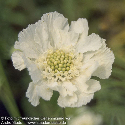 Große Skabiose 'Perfecta Alba' (Scabiosa caucasica)