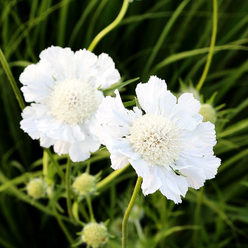 Große Skabiose 'Perfecta Alba' (Scabiosa caucasica)