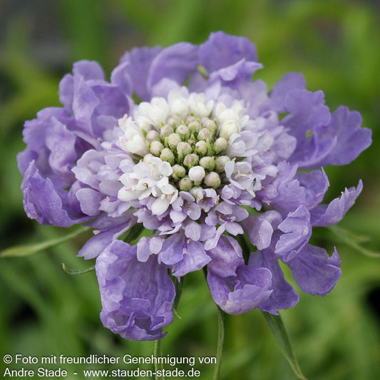 Große Skabiose 'Perfecta' (Scabiosa caucasica)